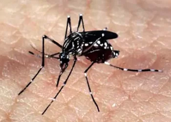 Hoje é o Dia Nacional de Combate ao Aedes Aegypti