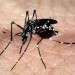Hoje é o Dia Nacional de Combate ao Aedes Aegypti