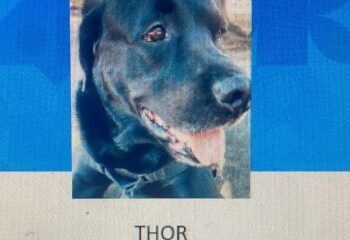 Thor, um cão da raça labrador, vai visitar pacientes internados no Hospital Metropolitano