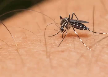 Profissionais de saúde alertam para ressurgimento do tipo 3 da dengue