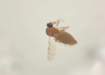 Febre Oropouche: conheça os sintomas da doença que teve 1º caso confirmado no Rio de Janeiro