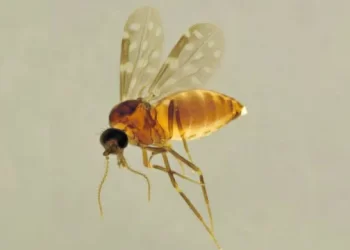 Febre Oropouche: descentralização de diagnósticos contribui para detecção de casos