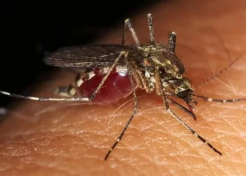 Bahia confirma duas mortes por febre oropouche