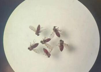 Pernambuco cria comitê para enfrentamento à febre do Oropouche