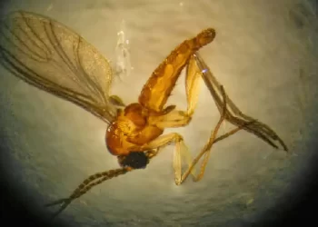 Saúde confirma óbito fetal por transmissão vertical de Oropouche