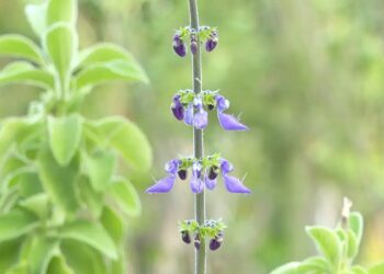 Cidade no Rio de Janeiro inaugura farmácia de plantas medicinais