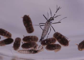 Saiba como eliminar os criadouros escondidos do Aedes aegypti e prevenir a dengue