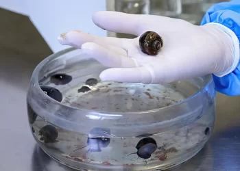 Verme que causa meningite é encontrado em moluscos de 26 cidades do RJ