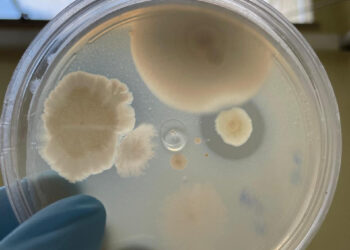 Bactérias isoladas na  Amazônia podem ser usadas no desenvolvimento de novos antibióticos e antitumorais