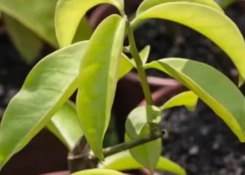 Anvisa proíbe venda de suplementos alimentares contendo ora-pro-nóbis