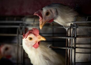 Goiás confirma 1º caso de gripe aviária em galinhas criadas em quintal