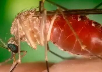 Febre oropouche avança pelo Brasil e acende alerta nacional