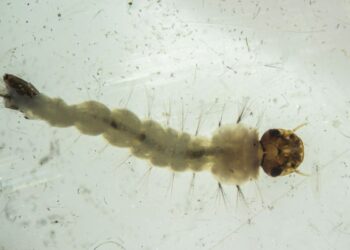 Brasil inaugura maior biofábrica do mundo de mosquitos “do bem”