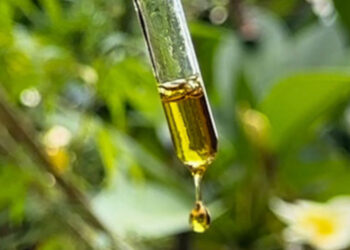 Especialistas defendem criação de marco regulatório para uso medicinal da cannabis