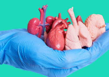 Autorização Eletrônica de Doação de Órgãos (AEDO) pode ser feita por meio eletrônico diretamente pela plataforma e-Notariado