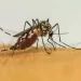 Infecções por Aedes aegypti elevam risco de complicações no parto