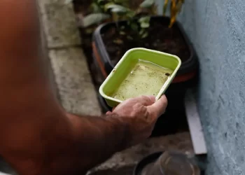 Chikungunya segue como desafio no Brasil após mais de uma década de circulação