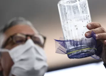 Fábrica de mosquitos oferece tecnologias para redução da dengue