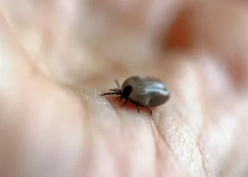 Parque no interior de SP é interditado após mortes por febre maculosa