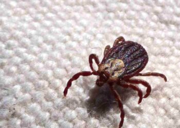 © Prefeitura de Jundia