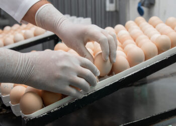 Vacinação in ovo: tecnologia impulsiona biossegurança e sustentabilidade na avicultura 