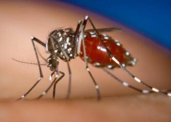 Eurofarma anuncia parceria para trazer nova vacina contra chikungunya ao Brasil