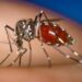 Eurofarma anuncia parceria para trazer nova vacina contra chikungunya ao Brasil