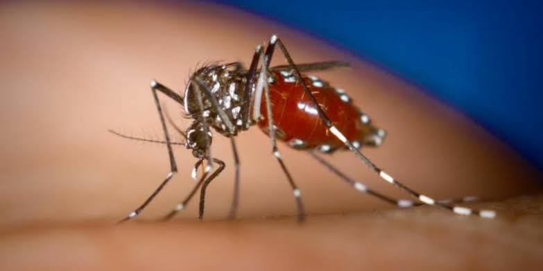 Eurofarma anuncia parceria para trazer nova vacina contra chikungunya ao Brasil