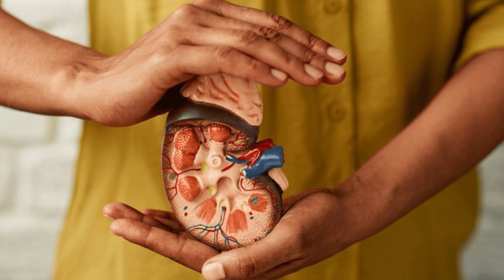 Cuidados com os rins: como identificar sinais de alerta e prevenir complicações renais