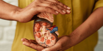 Cuidados com os rins: como identificar sinais de alerta e prevenir complicações renais