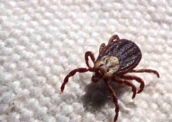 SP registra 18 mortes por febre maculosa em 19 casos confirmados
