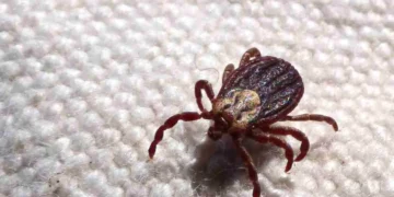 SP registra 18 mortes por febre maculosa em 19 casos confirmados