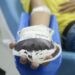 Doação de sangue: espera para quem fez tatuagem e piercing será menor