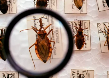 Projeto Cuida Chagas da Fiocruz faz busca casos de infecções de bebês
