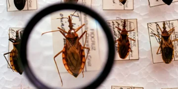 Projeto Cuida Chagas da Fiocruz faz busca casos de infecções de bebês