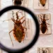 Projeto Cuida Chagas da Fiocruz faz busca casos de infecções de bebês