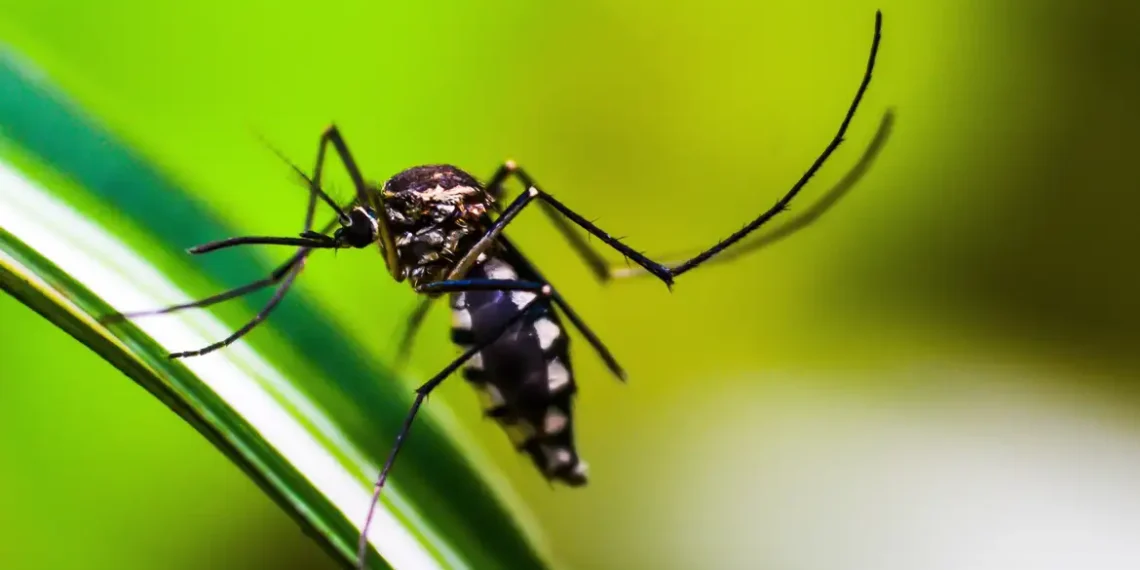 Autoridades de saúde intensificam ações de combate ao Aedes aegypti