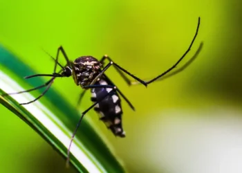 Autoridades de saúde intensificam ações de combate ao Aedes aegypti