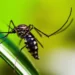 Autoridades de saúde intensificam ações de combate ao Aedes aegypti