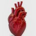 A cada 72 segundos, uma pessoa morre por doença cardiovascular no país