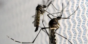 Aedes aegypti: quase metade dos municípios está em alerta ou risco