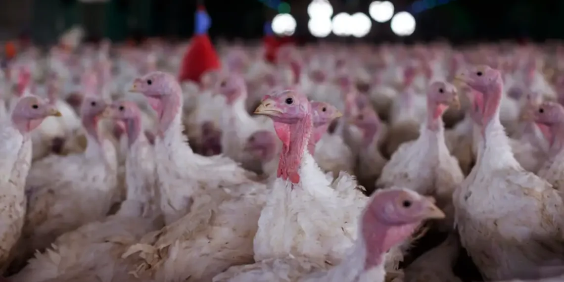 Agricultura confirma foco de doença de Newcastle em Santa Catarina