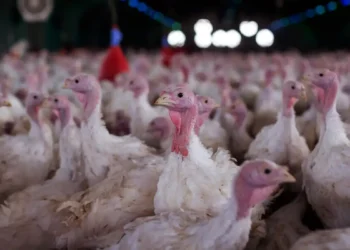 Agricultura confirma foco de doença de Newcastle em Santa Catarina