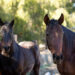 UNIFACS amplia atendimento veterinário com novo serviço para cavalos urbanos de Salvador