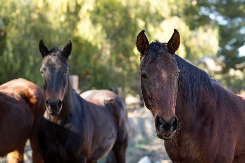UNIFACS amplia atendimento veterinário com novo serviço para cavalos urbanos de Salvador